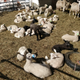 Illustration for article titled So many lambs, so little sleep...